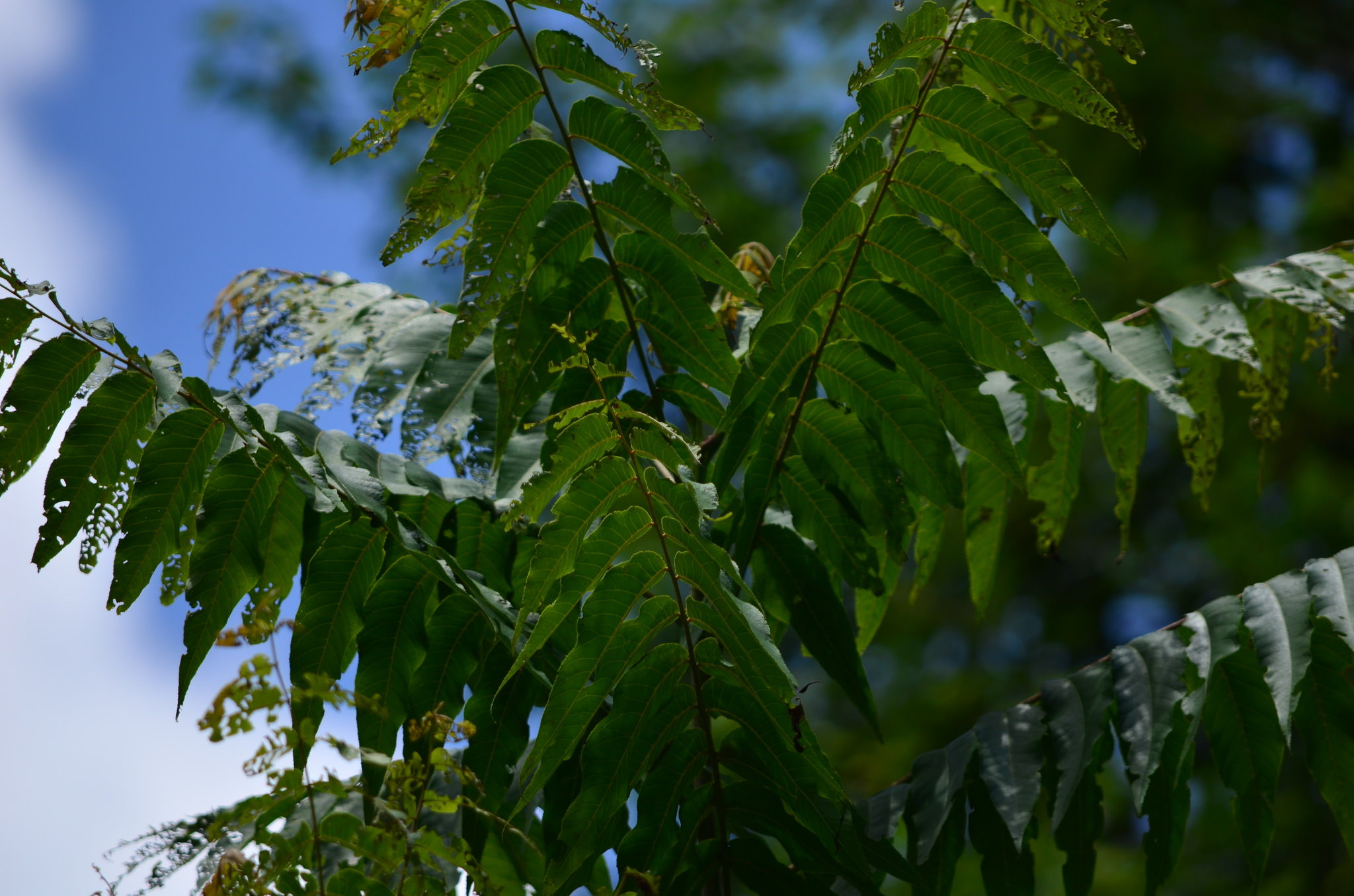 Juglans pyriformis